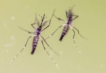 Zanzare e virus, cresce l’attenzione in Italia: 700 casi di West Nile e 312 di Dengue