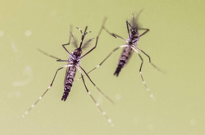 Zanzare e virus, cresce l’attenzione in Italia: 700 casi di West Nile e 312 di Dengue