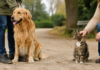 Animali d’affezione, proposta in Veneto: microchip ai gatti e ceneri nella tomba di famiglia Animali d’affezione in Veneto, cane e gatto con i proprietari