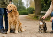 Animali d’affezione, proposta in Veneto: microchip ai gatti e ceneri nella tomba di famiglia Animali d’affezione in Veneto, cane e gatto con i proprietari