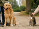 Animali d’affezione, proposta in Veneto: microchip ai gatti e ceneri nella tomba di famiglia Animali d’affezione in Veneto, cane e gatto con i proprietari