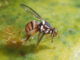 Mosca orientale della frutta in Veneto, scatta il piano regionale contro il parassita Mosca orientale della frutta Bactrocera dorsalis