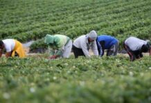 Lagnasco, operaio agricolo muore investito: la Flai chiede strade sicure per chi lavora Sicurezza stradale dei lavoratori agricoli e mobilità verso i campi