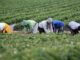 Lagnasco, operaio agricolo muore investito: la Flai chiede strade sicure per chi lavora Sicurezza stradale dei lavoratori agricoli e mobilità verso i campi