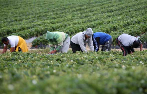 Lavoratori agricoli nei campi Sicurezza stradale dei lavoratori agricoli e mobilità verso i campi