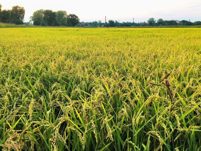 Coltivazioni agricole e costi dei fertilizzanti Aiuti fertilizzanti agli agricoltori veneti per le coltivazioni
