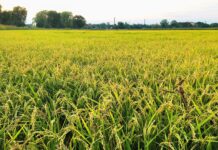 Riso aromatico italiano, Confagricoltura propone un consorzio alternativo al Basmati Riso aromatico italiano, campo coltivato in Italia