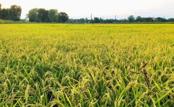 Riso aromatico italiano, Confagricoltura propone un consorzio alternativo al Basmati Riso aromatico italiano, campo coltivato in Italia