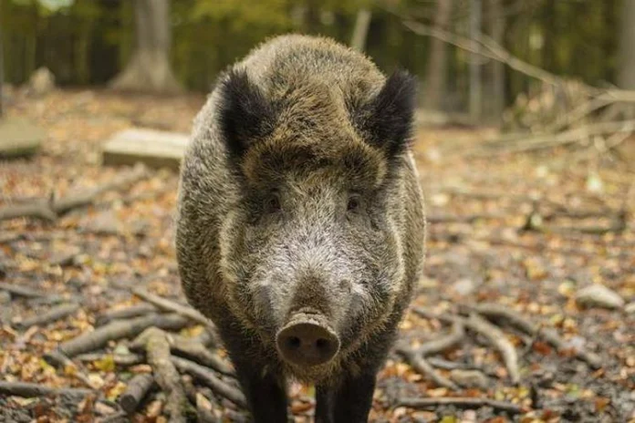 Cinghiale nel bosco, immagine di repertorio Contenimento dei cinghiali nei Colli Euganei e sicurezza