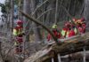 Asiago, il documentario Forest racconta lavoro, cura del bosco e conseguenze di Vaia Forest documentario ad Asiago sul lavoro nel bosco