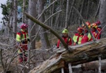 Asiago, il documentario Forest racconta lavoro, cura del bosco e conseguenze di Vaia Forest documentario ad Asiago sul lavoro nel bosco