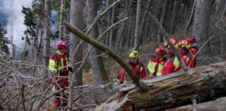 Asiago, il documentario Forest racconta lavoro, cura del bosco e conseguenze di Vaia Forest documentario ad Asiago sul lavoro nel bosco