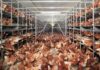 Divieto delle gabbie negli allevamenti, 62.498 firme certificate arrivano in Senato Divieto delle gabbie negli allevamenti per il benessere animale