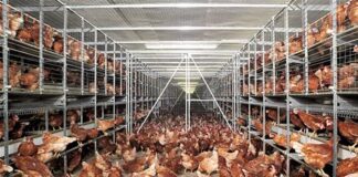 Divieto delle gabbie negli allevamenti, 62.498 firme certificate arrivano in Senato Divieto delle gabbie negli allevamenti per il benessere animale