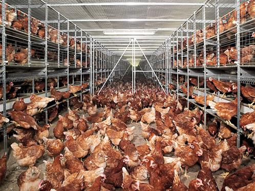 Divieto delle gabbie negli allevamenti per il benessere animale