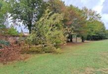 Parco Querini, chiuso il viale storico alberato per verifiche sulla stabilità delle piante Viale di Parco Querini lungo viale Rumor