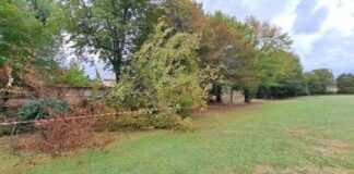 Parco Querini, chiuso il viale storico alberato per verifiche sulla stabilità delle piante Viale di Parco Querini lungo viale Rumor