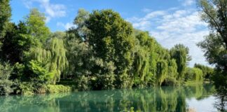 Parco del Sile, Loris Cirotto nuovo presidente: nominato anche il consiglio direttivo Presidente del Parco del Sile e paesaggio fluviale protetto