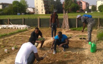 Caporalato nel Vicentino, Guarda (AVS): «Via i fondi PAC a chi sfrutta lavoratori» Caporalato nel Vicentino e lavoro agricolo