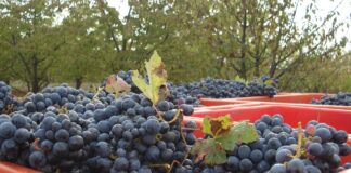 Mercato del lavoro in Veneto, nei primi otto mesi saldo positivo di 72.300 posti Mercato del lavoro Veneto e vendemmia