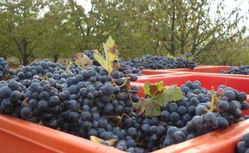 Mercato del lavoro in Veneto, nei primi otto mesi saldo positivo di 72.300 posti Mercato del lavoro Veneto e vendemmia
