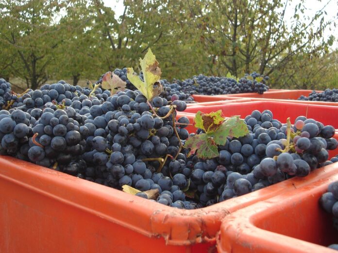 Mercato del lavoro Veneto e vendemmia