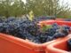 Mercato del lavoro in Veneto, nei primi otto mesi saldo positivo di 72.300 posti Mercato del lavoro Veneto e vendemmia
