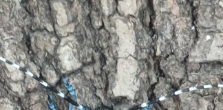 Tarlo asiatico nel Vicentino, piano da 266 mila euro per contenere il focolaio Tarlo asiatico nel Vicentino su un tronco d’albero