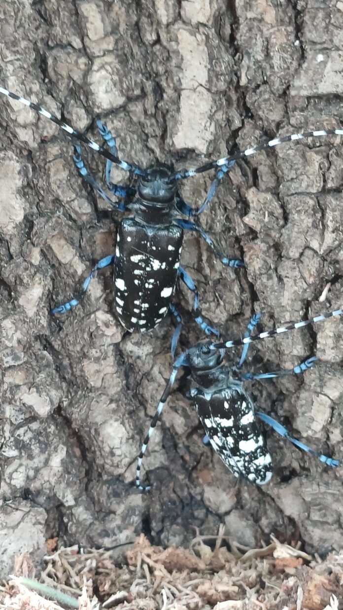 Esemplari di tarlo asiatico individuati nel Vicentino Tarlo asiatico nel Vicentino su un tronco d’albero