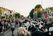 Transumando Bressanvido 2026: mandria in arrivo e forma gigante di Asiago Dop da record Transumando Bressanvido 2026, arrivo della mandria
