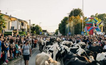 Transumando Bressanvido 2026: mandria in arrivo e forma gigante di Asiago Dop da record Transumando Bressanvido 2026, arrivo della mandria