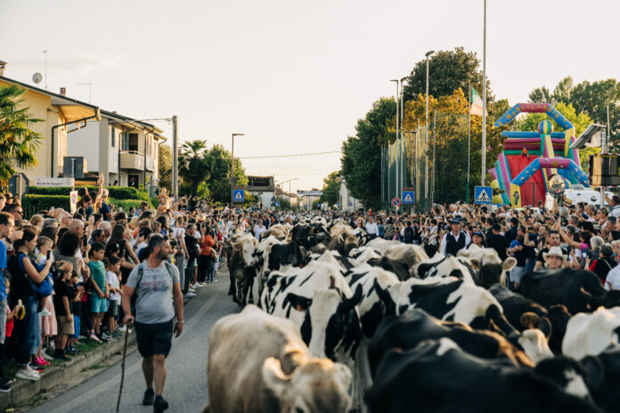 Transumando a Bressanvido con la mandria in paese Transumando Bressanvido 2026, arrivo della mandria
