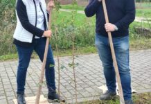 Uilca Veneto rinnova “Un iscritto, un albero” dopo i 120 aceri piantati a Vicenza Un iscritto un albero Uilca Veneto durante la piantumazione