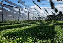 Vicenza, acqua nelle falde ed energia solare: a La Vigna la proposta delle aree forestali Aree forestali di infiltrazione agrivoltaiche, esempio illustrativo di pannelli solari su vegetazione