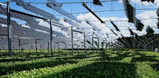 Vicenza, acqua nelle falde ed energia solare: a La Vigna la proposta delle aree forestali Aree forestali di infiltrazione agrivoltaiche, esempio illustrativo di pannelli solari su vegetazione
