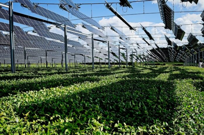 Impianto agrivoltaico con pannelli e coltivazioni, foto di archivio Aree forestali di infiltrazione agrivoltaiche, esempio illustrativo di pannelli solari su vegetazione