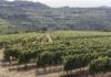 Vendemmia Vitevis, controlli a infrarossi e prenotazioni digitali per le uve dei soci Vendemmia Vitevis, vigneti e innovazione digitale