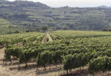 Vendemmia Vitevis, controlli a infrarossi e prenotazioni digitali per le uve dei soci Vendemmia Vitevis, vigneti e innovazione digitale