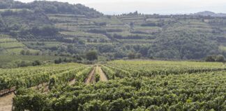 Vendemmia Vitevis, controlli a infrarossi e prenotazioni digitali per le uve dei soci Vendemmia Vitevis, vigneti e innovazione digitale