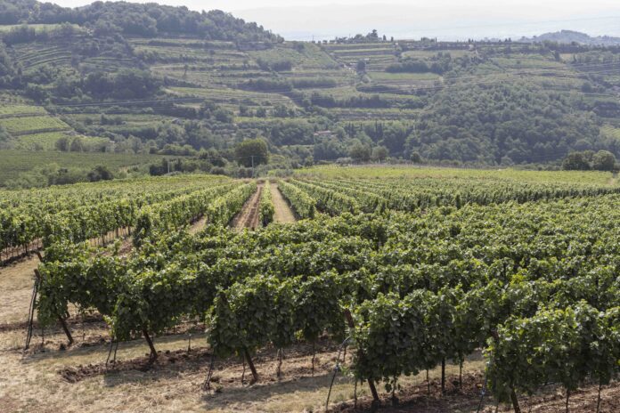 Vigneti Vitevis nel Vicentino Vendemmia Vitevis, vigneti e innovazione digitale