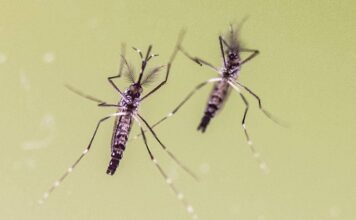 West Nile in Veneto, 188 casi sintomatici nel 2026: Regione richiama alla prevenzione West Nile in Veneto