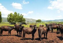 A Sorrento il World Buffalo Congress, dopo 20 anni torna in Italia