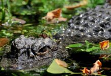 Aggredito e trascinato sott’acqua da un alligatore mentre pesca: morto 71enne