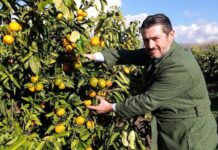 Agroalimentare: Consorzio Armonia porta sul mercato Perrina, nuova clementina tardiva italiana
