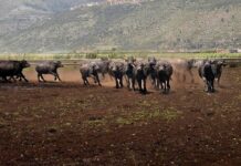 Al via il World buffalo congress, da tutto il mondo a Sorrento per studiare la bufala
