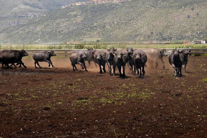 Al via il World buffalo congress, da tutto il mondo a Sorrento per studiare la bufala