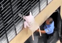 Bimba di 3 anni si sporge dalla finestra al 12esimo piano e resta sospesa nel vuoto: il miracoloso salvataggio – VIDEO
