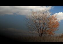 Che fine farà il foliage? Il fenomeno del ‘falso autunno’ preoccupa