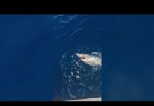 Livorno, lo squalo mako si attacca all’amo, lotta un’ora e poi si libera