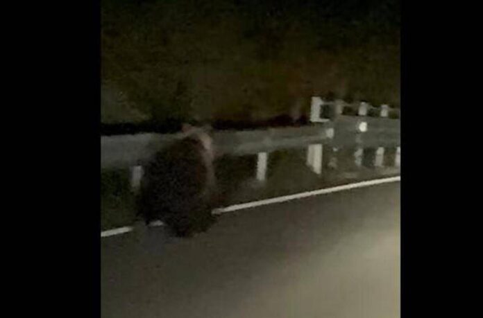 Orso avvistato a Enego, filmato sulla Valgadena: scattano i controlli del Dna